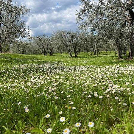 La Casa Di Demetra. Un Paradiso Tra Gli Olivi. Montecchio  Luaran gambar